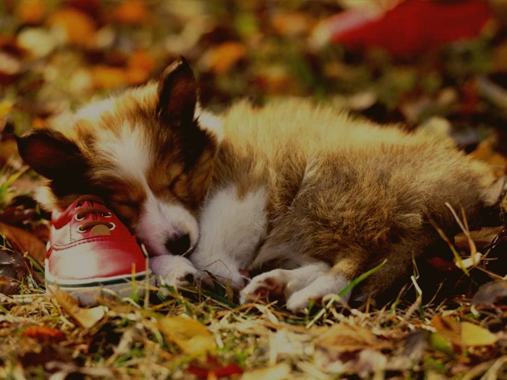 Filhote de cachorro cliente de pet shop