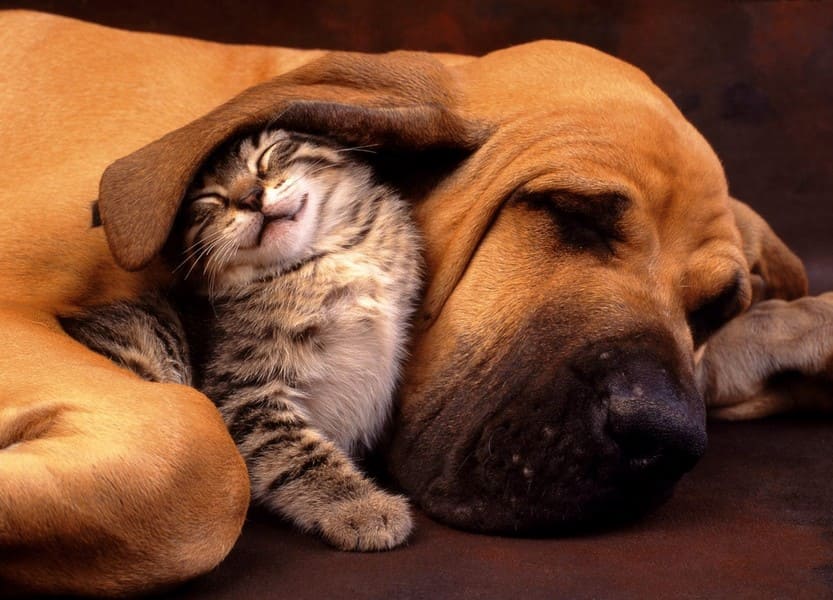 Gato e cachorro cuidados no mesmo pet shop