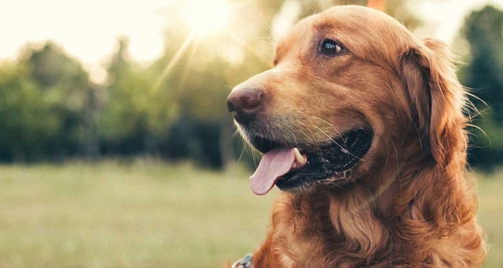Cachorro golden retriever atendido em pet shop